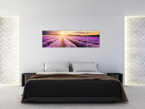Obraz - Wschód słońca na polu lawendy (170x50 cm)