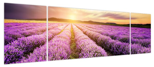 Obraz - Wschód słońca na polu lawendy (170x50 cm)