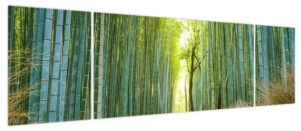 Obraz - Las bambusowy (170x50 cm)