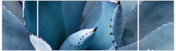 Obraz - Agawa (170x50 cm)