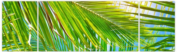 Obraz - Liście palmowe (170x50 cm)