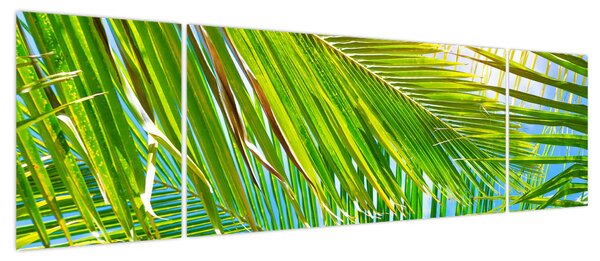 Obraz - Liście palmowe (170x50 cm)
