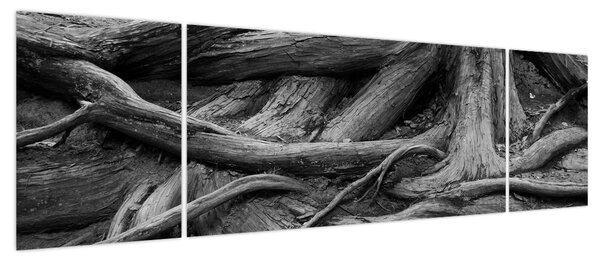 Obraz - Korzenie drzewa (170x50 cm)