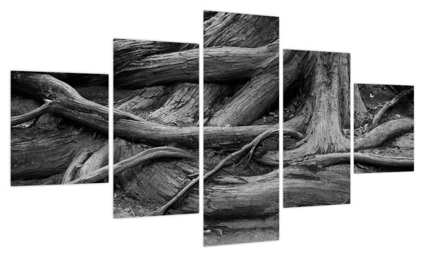 Obraz - Korzenie drzewa (125x70 cm)