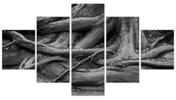 Obraz - Korzenie drzewa (125x70 cm)