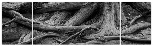 Obraz - Korzenie drzewa (170x50 cm)
