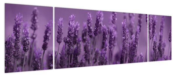 Obraz - Lawenda (170x50 cm)