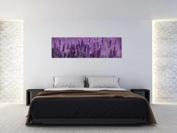 Obraz - Lawenda (170x50 cm)