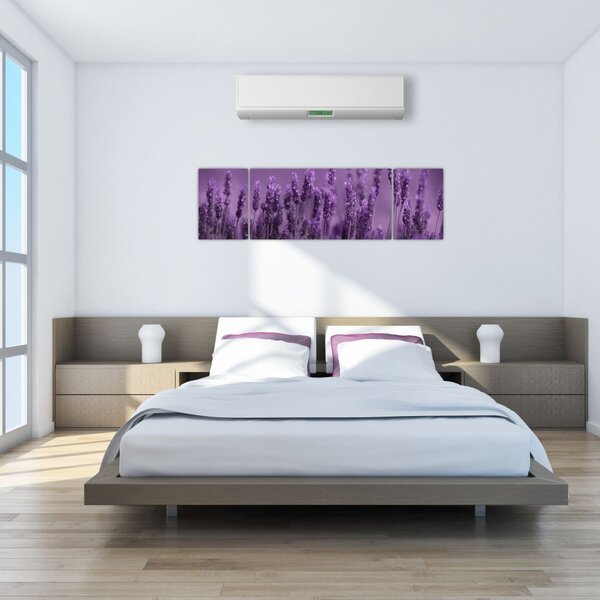 Obraz - Lawenda (170x50 cm)