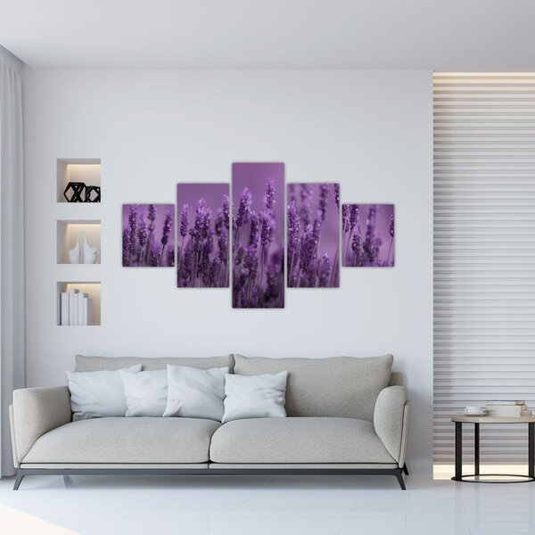 Obraz - Lawenda (125x70 cm)