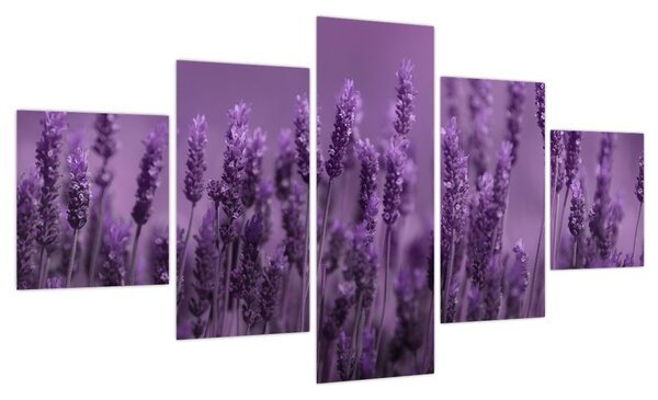 Obraz - Lawenda (125x70 cm)