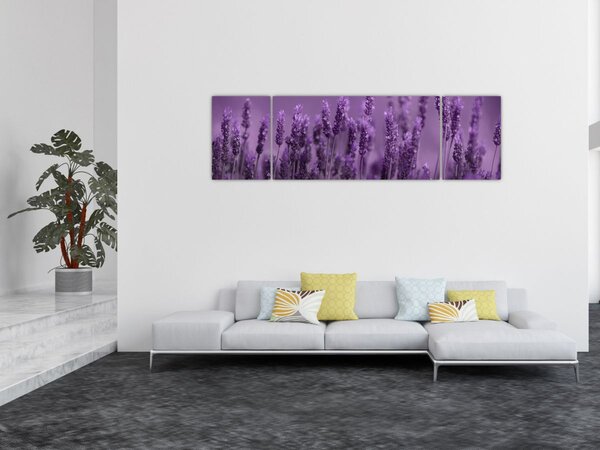 Obraz - Lawenda (170x50 cm)