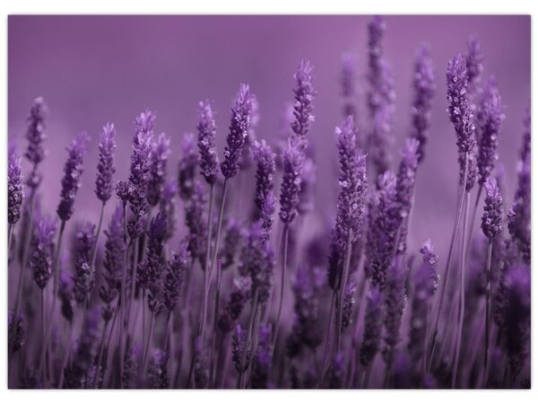 Obraz - Lawenda (70x50 cm)