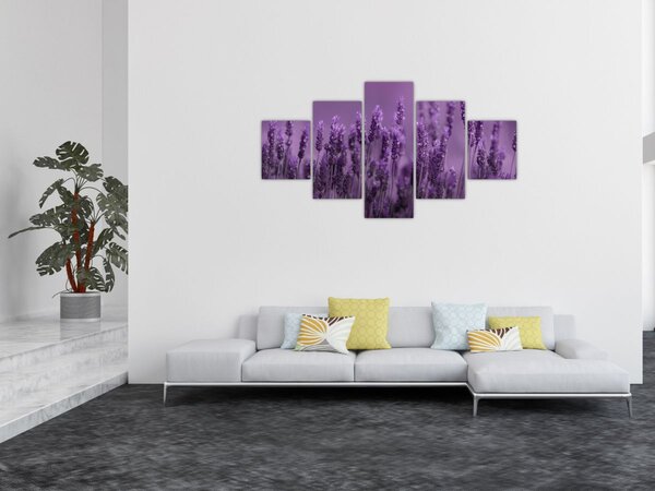 Obraz - Lawenda (125x70 cm)