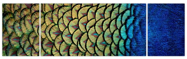 Obraz - Pawie pióra (170x50 cm)