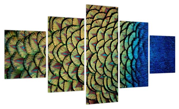 Obraz - Pawie pióra (125x70 cm)