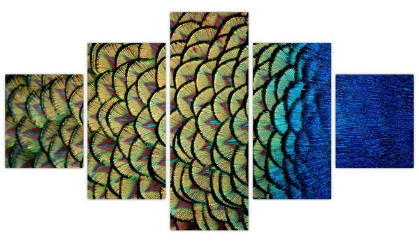 Obraz - Pawie pióra (125x70 cm)