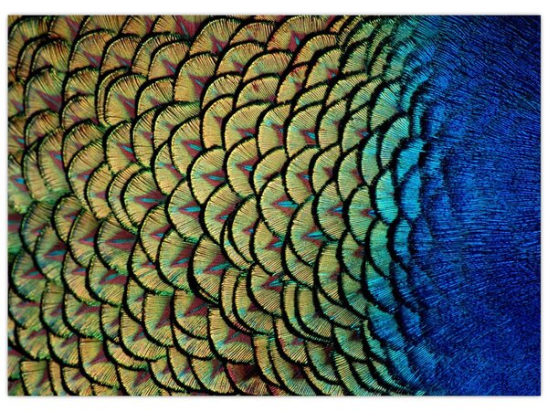 Obraz - Pawie pióra (70x50 cm)