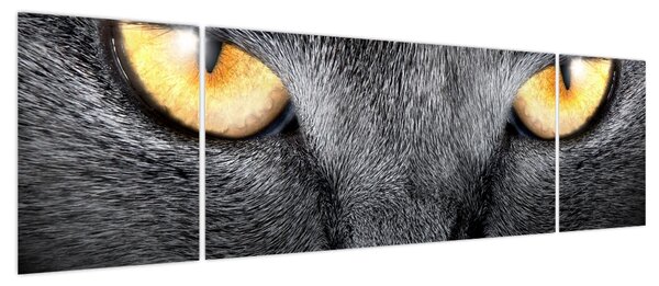 Obraz - Portret kota z bliska (170x50 cm)