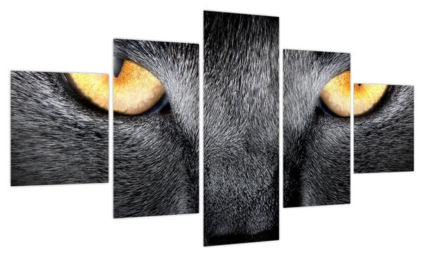 Obraz - Portret kota z bliska (125x70 cm)