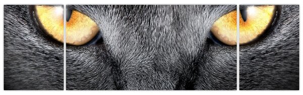 Obraz - Portret kota z bliska (170x50 cm)