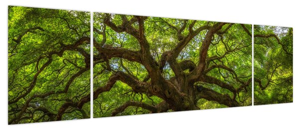 Obraz - Zielone drzewo (170x50 cm)