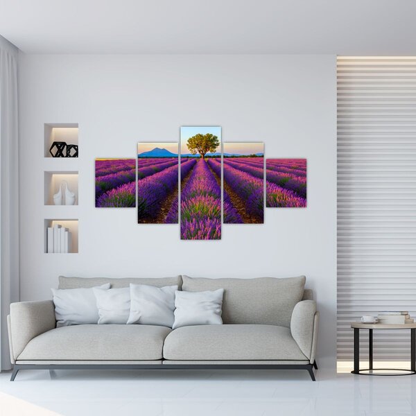 Obraz - Pole lawendy (125x70 cm)
