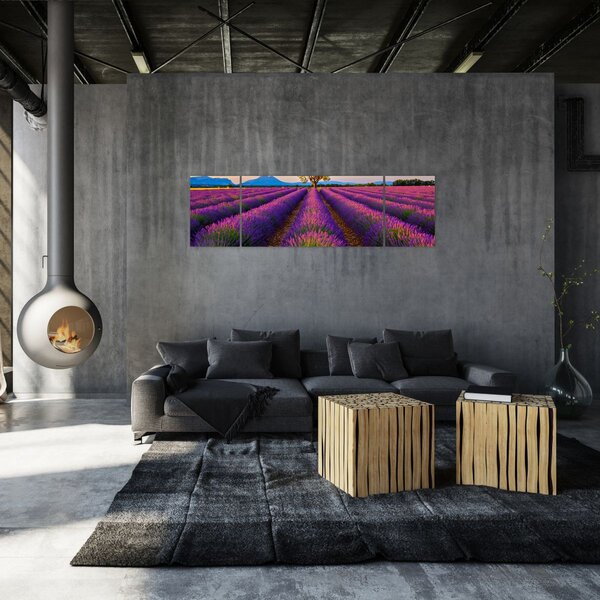 Obraz - Pole lawendy (170x50 cm)