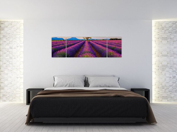 Obraz - Pole lawendy (170x50 cm)