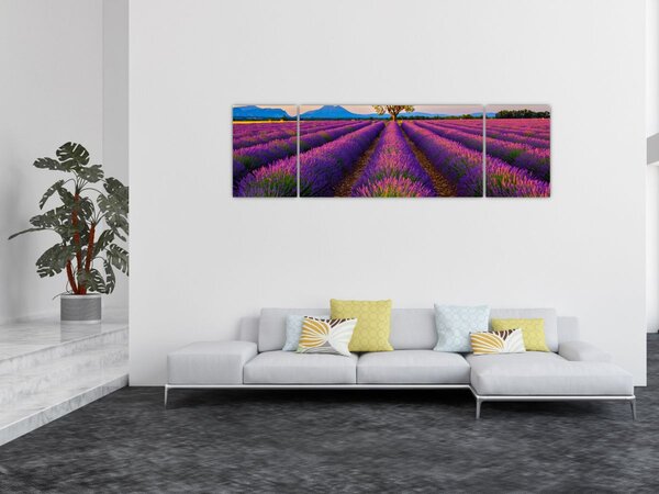 Obraz - Pole lawendy (170x50 cm)