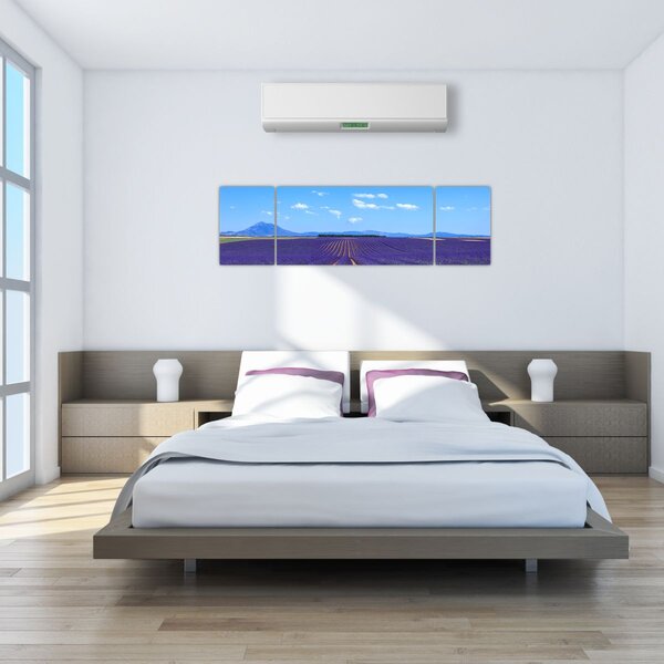 Obraz - Pole lawendy (170x50 cm)