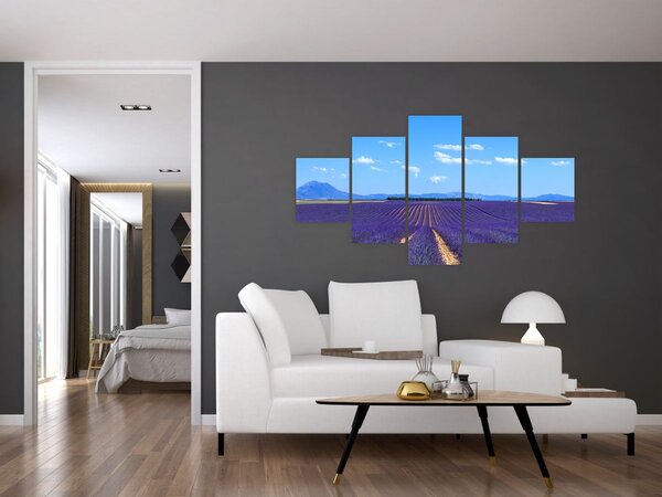 Obraz - Pole lawendy (125x70 cm)
