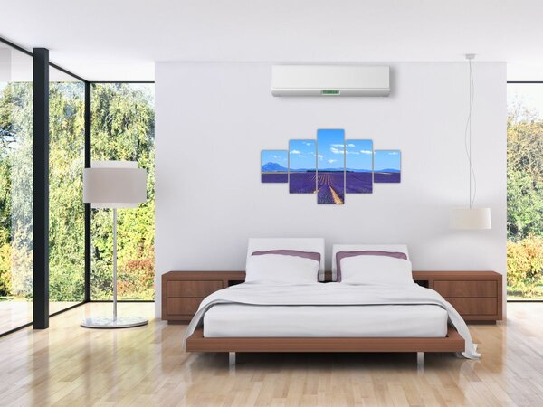 Obraz - Pole lawendy (125x70 cm)