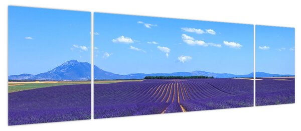 Obraz - Pole lawendy (170x50 cm)