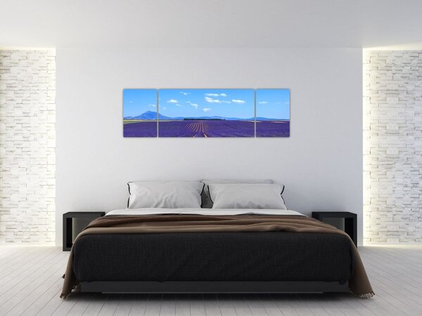 Obraz - Pole lawendy (170x50 cm)