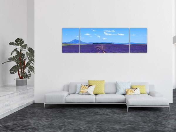 Obraz - Pole lawendy (170x50 cm)