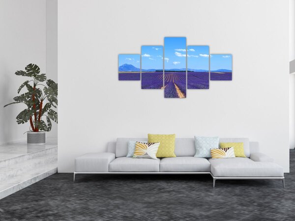 Obraz - Pole lawendy (125x70 cm)