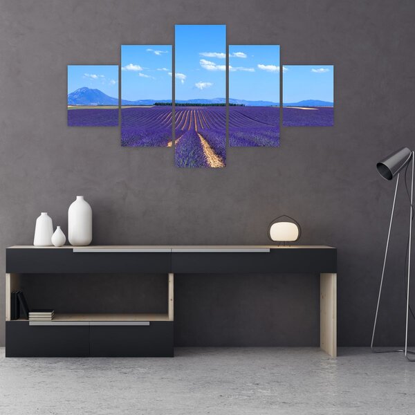 Obraz - Pole lawendy (125x70 cm)