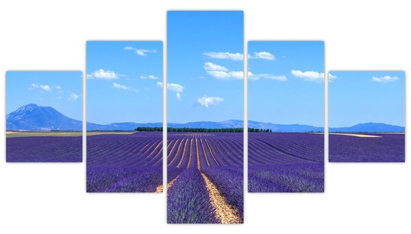 Obraz - Pole lawendy (125x70 cm)