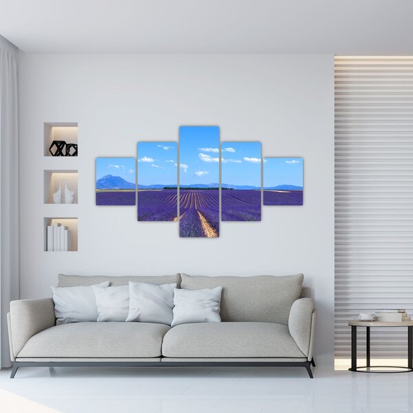 Obraz - Pole lawendy (125x70 cm)