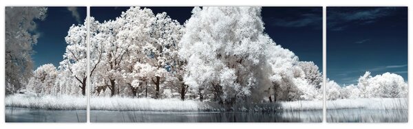 Obraz - Śnieżnobiałe drzewa (170x50 cm)