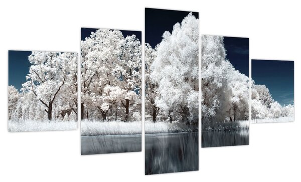 Obraz - Śnieżnobiałe drzewa (125x70 cm)
