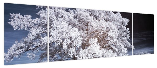 Obraz - Śnieżnobiałe drzewo (170x50 cm)