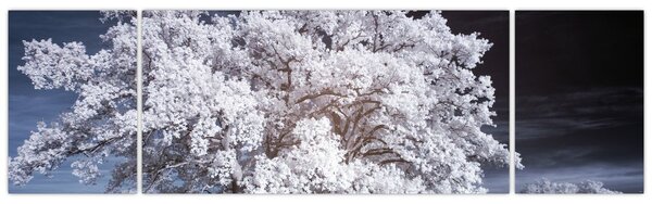 Obraz - Śnieżnobiałe drzewo (170x50 cm)