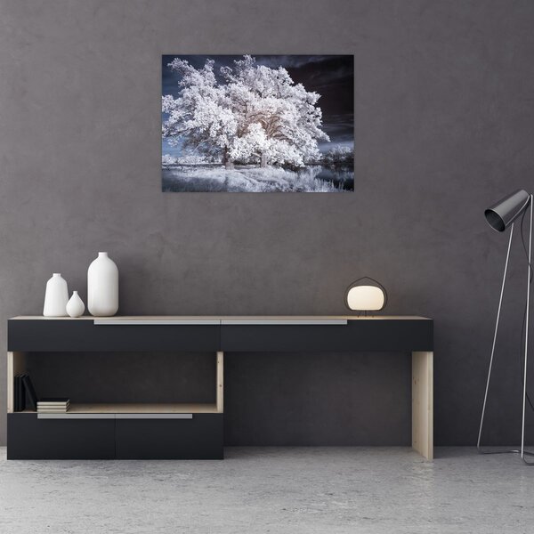 Obraz - Śnieżnobiałe drzewo (70x50 cm)