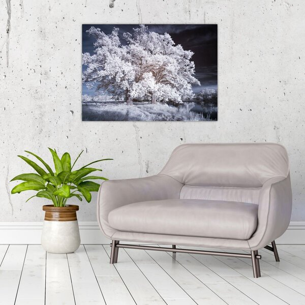Obraz - Śnieżnobiałe drzewo (70x50 cm)