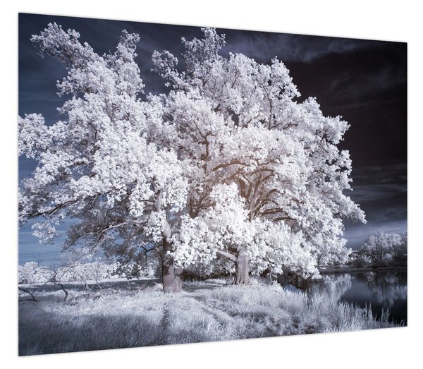 Obraz - Śnieżnobiałe drzewo (70x50 cm)