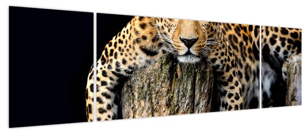 Obraz - Gepard (170x50 cm)