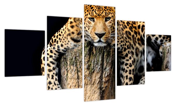 Obraz - Gepard (125x70 cm)
