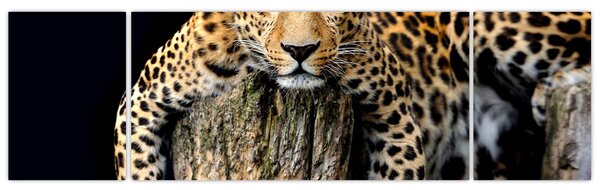 Obraz - Gepard (170x50 cm)